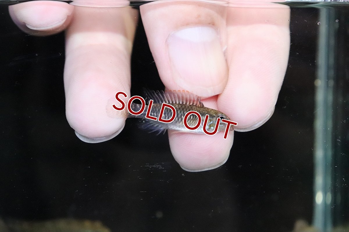 画像4: 【淡水魚】【通販】超爆安 アピストグラマ プルクラ リオブランコ産【1匹 サンプル画像】（アピストグラマ）（生体）（熱帯魚）NKAP (4)