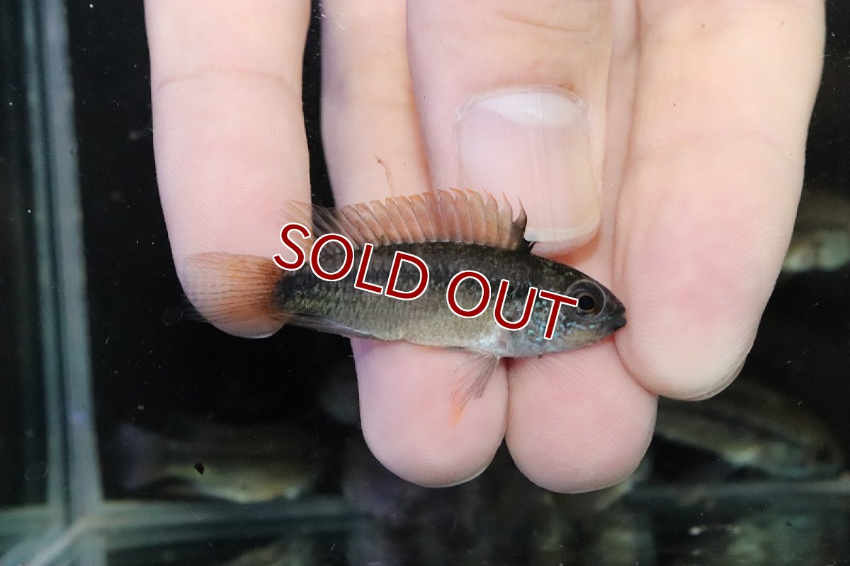 画像2: 【淡水魚】爆安 アピストグラマ ディアマンテ ワイルド【1匹 サンプル画像】 (2)