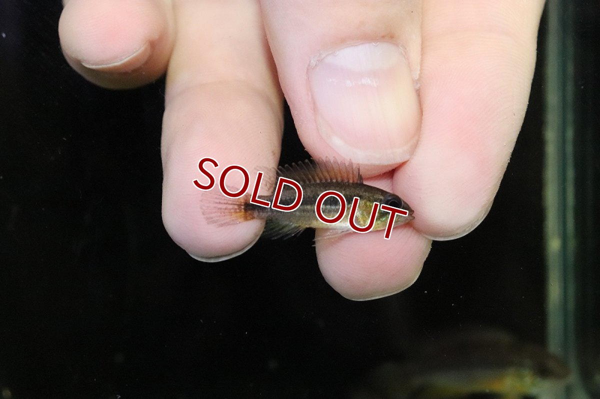 画像2: 【淡水魚】激安 アピストグラマ アガシジィ アノリ産 ワイルド【1ペア サンプル画像】（アピストグラマ）（生体）（熱帯魚）NKAP (2)