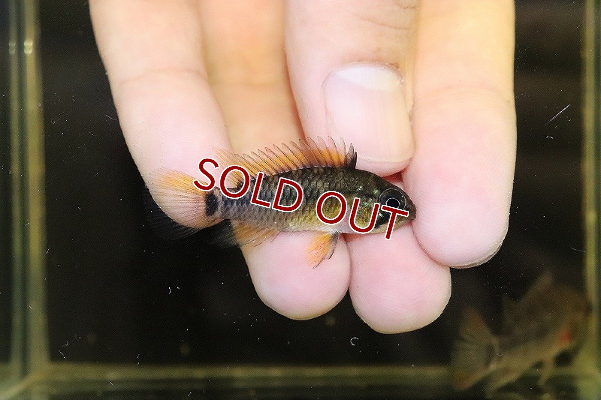 画像2: 【淡水魚】爆安 アピストグラマ cf エウノータス ワイルド【1匹 サンプル画像】（アピストグラマ）（生体）（熱帯魚）NKAP (2)