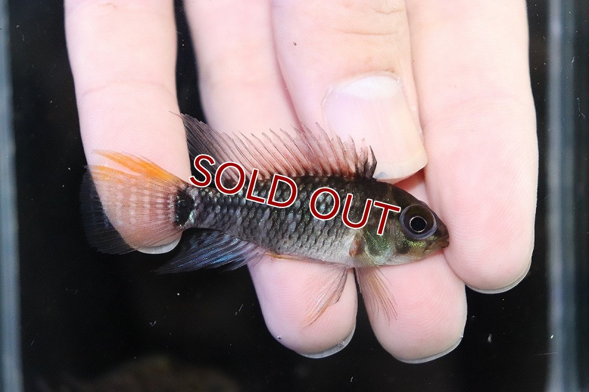 画像3: 【淡水魚】爆安 アピストグラマ cf エウノータス ワイルド【1匹 サンプル画像】（アピストグラマ）（生体）（熱帯魚）NKAP (3)