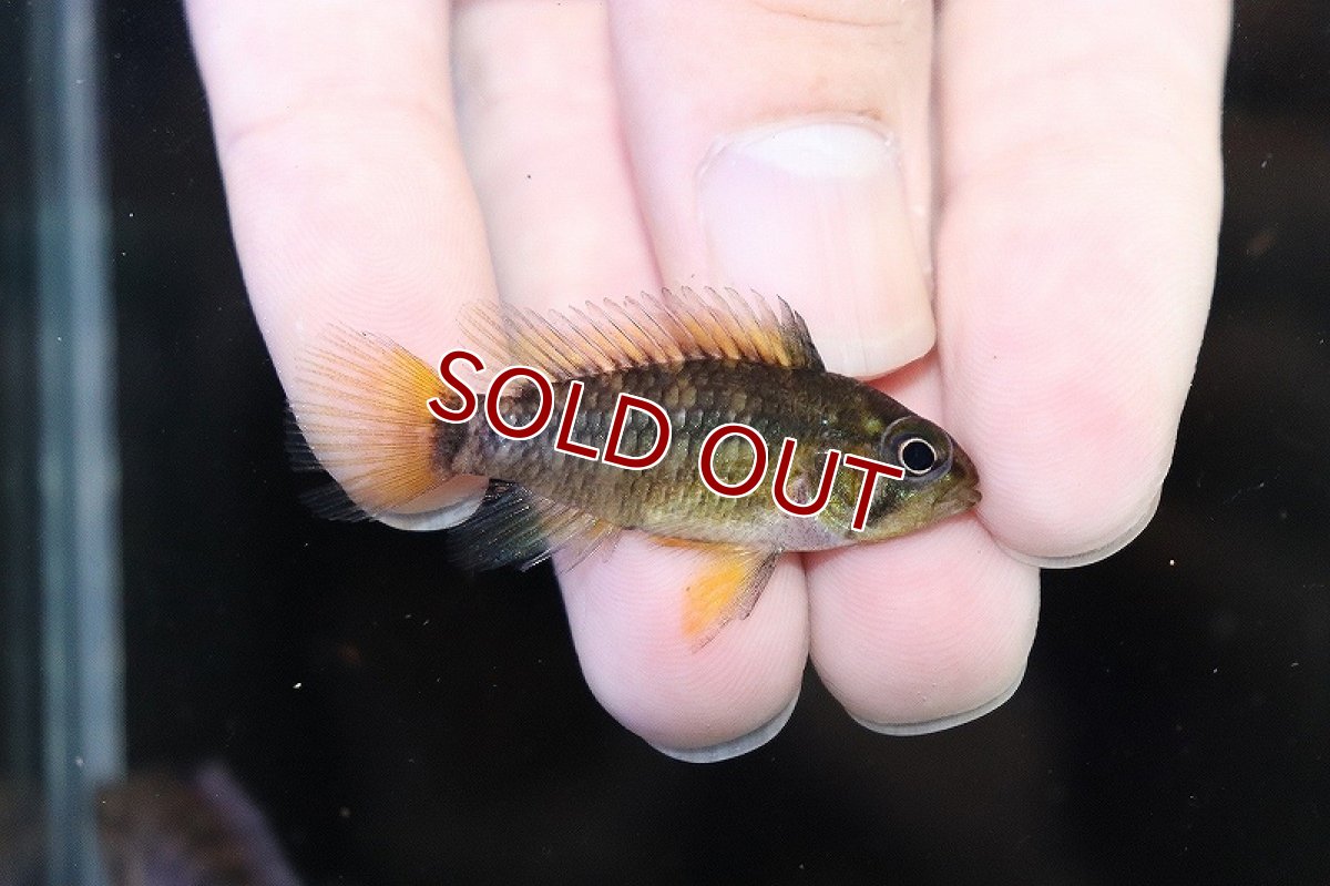 画像4: 【淡水魚】爆安 アピストグラマ cf エウノータス ワイルド【1匹 サンプル画像】（アピストグラマ）（生体）（熱帯魚）NKAP (4)