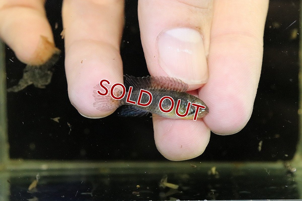 画像2: 【淡水魚】爆安 アピストグラマ リネアタ ワイルド【1匹 サンプル画像】（アピストグラマ）（生体）（熱帯魚）NKAP (2)