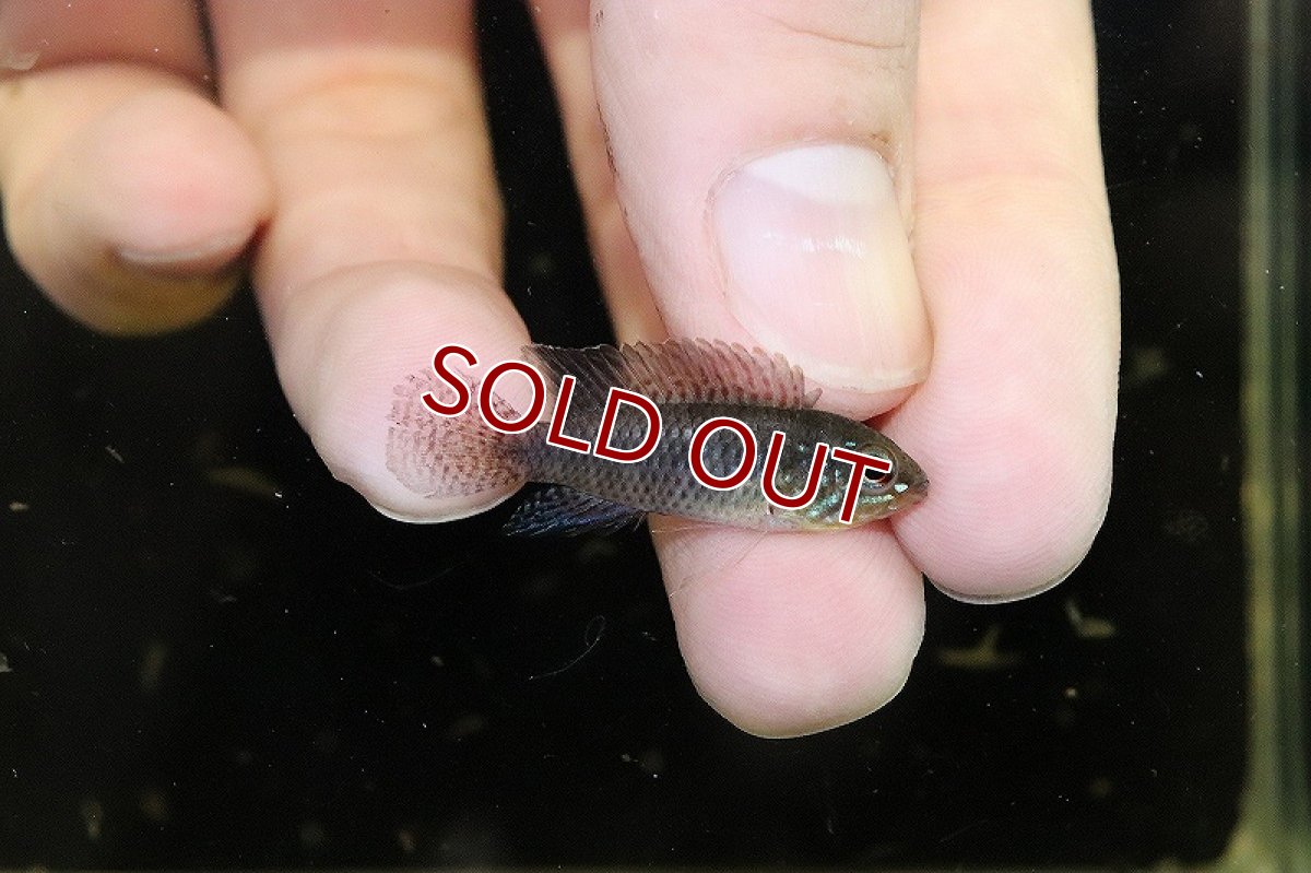 画像4: 【淡水魚】爆安 アピストグラマ リネアタ ワイルド【1匹 サンプル画像】（アピストグラマ）（生体）（熱帯魚）NKAP (4)