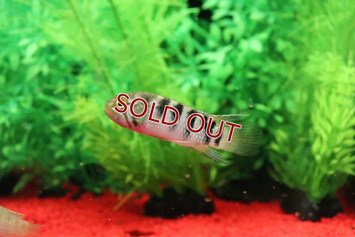 画像2: 【淡水魚】爆安 イバナカラ アドケタ サンガブリエル産 ワイルド【1匹 サンプル画像】（アピストグラマ）（生体）（熱帯魚）NKAP (2)