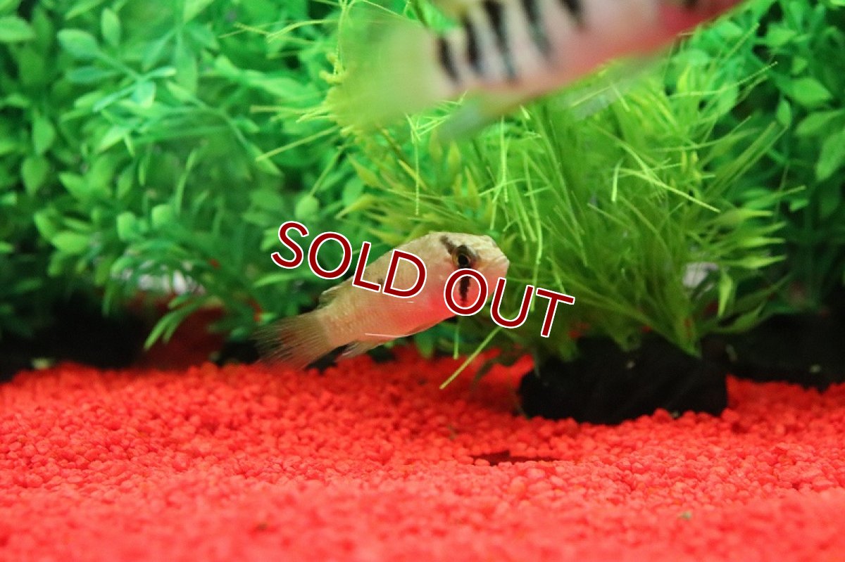 画像3: 【淡水魚】爆安 イバナカラ アドケタ サンガブリエル産 ワイルド【1匹 サンプル画像】（アピストグラマ）（生体）（熱帯魚）NKAP (3)