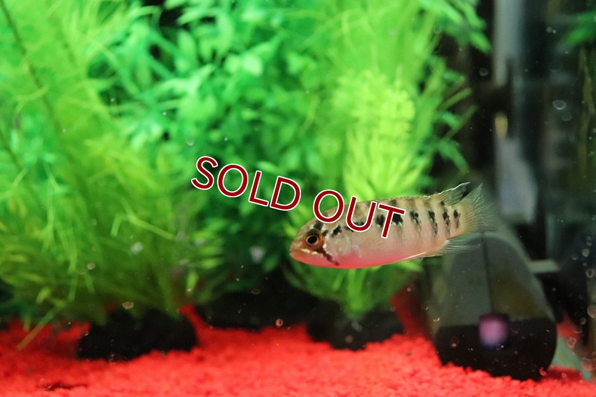 画像4: 【淡水魚】爆安 イバナカラ アドケタ サンガブリエル産 ワイルド【1匹 サンプル画像】（アピストグラマ）（生体）（熱帯魚）NKAP (4)