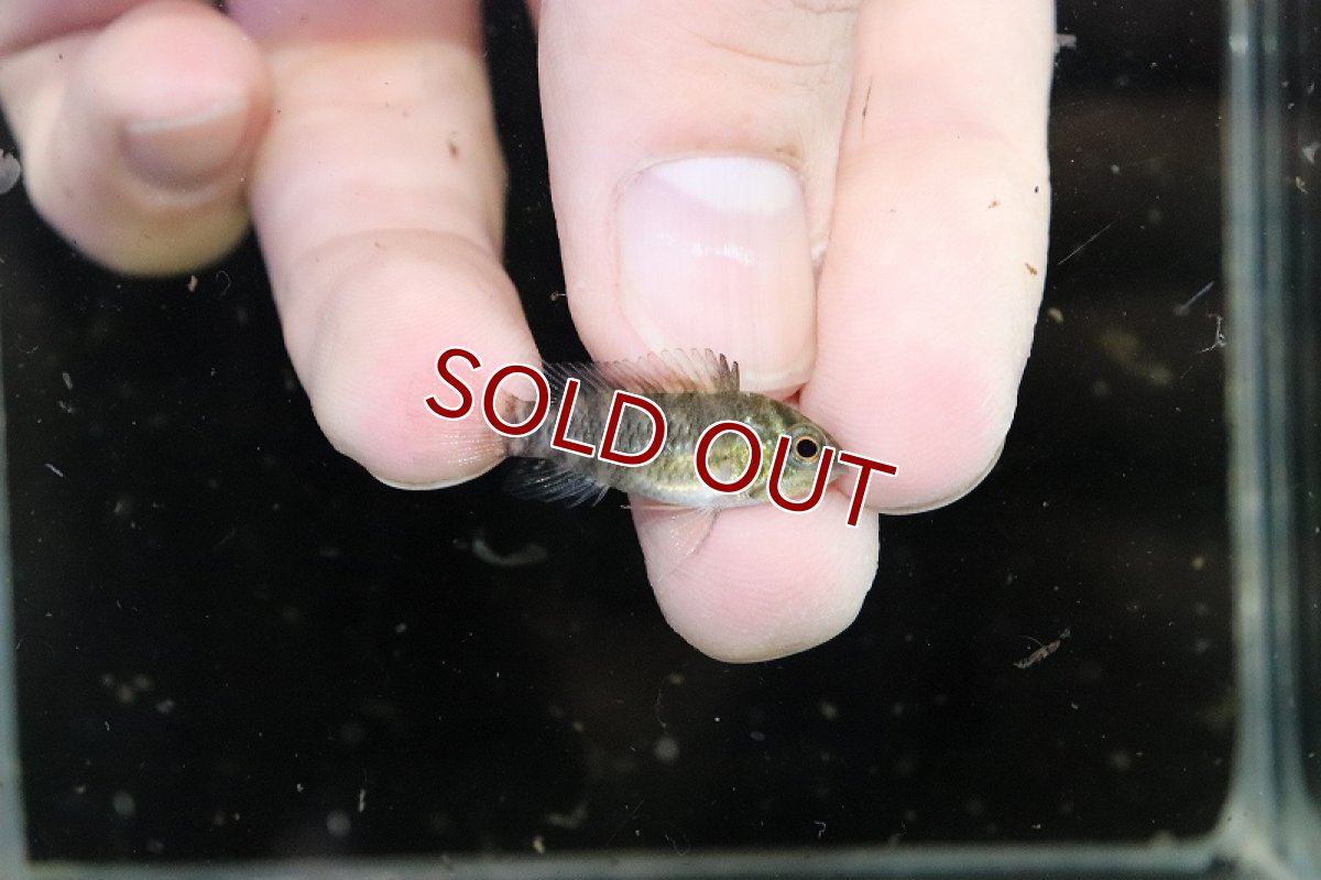 画像2: 【淡水魚】【通販】爆安 アピストグラマ sp D37 キーメンフレック サンホセ ワイルド【1匹 サンプル画像】（生体）（熱帯魚）NKAP (2)