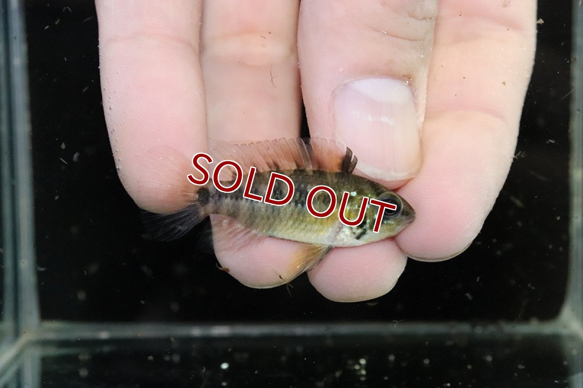 画像3: 【淡水魚】【通販】爆安 アピストグラマ sp D37 キーメンフレック サンホセ ワイルド【1匹 サンプル画像】（生体）（熱帯魚）NKAP (3)