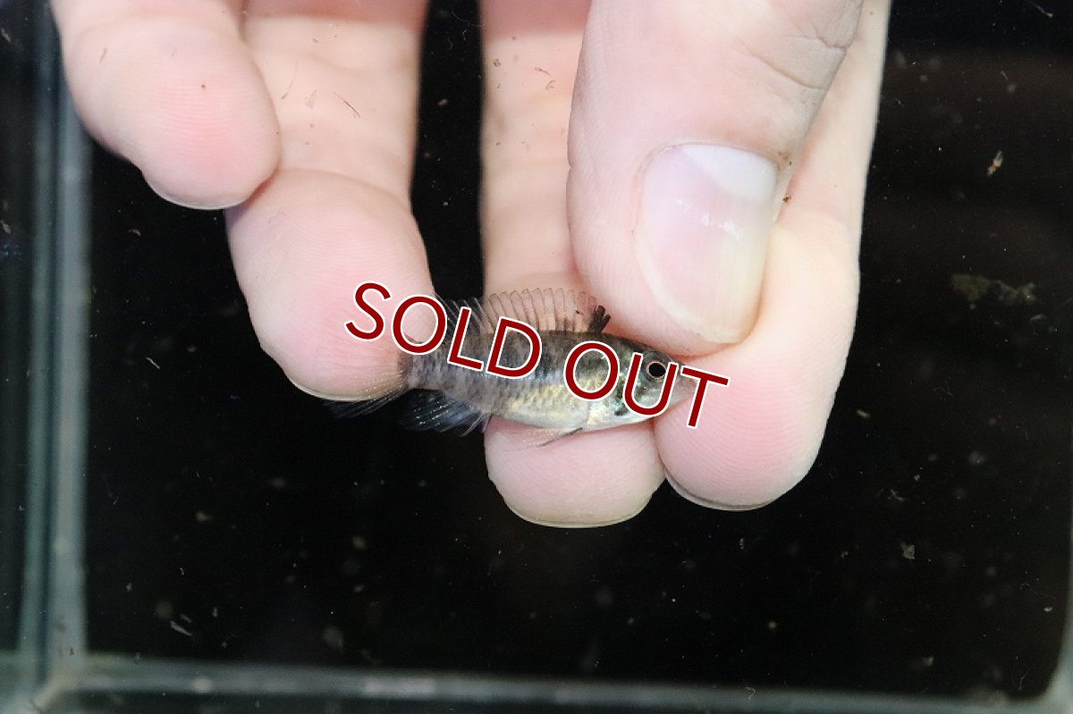 画像4: 【淡水魚】【通販】爆安 アピストグラマ sp D37 キーメンフレック サンホセ ワイルド【1匹 サンプル画像】（生体）（熱帯魚）NKAP (4)