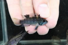 画像1: 【淡水魚】【通販】爆安 訳あり  アピストグラマ カカトイデス リオプルス産 ワイルド【1匹 サンプル画像】（生体）（熱帯魚）NKAP (1)