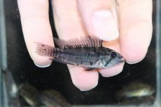 画像2: 【淡水魚】【通販】爆安 訳あり  アピストグラマ カカトイデス リオプルス産 ワイルド【1匹 サンプル画像】（生体）（熱帯魚）NKAP (2)