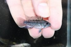 画像3: 【淡水魚】【通販】爆安 訳あり  アピストグラマ カカトイデス リオプルス産 ワイルド【1匹 サンプル画像】（生体）（熱帯魚）NKAP (3)