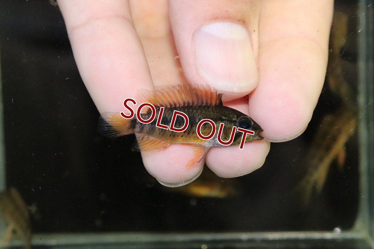 画像2: 【淡水魚】【通販】激安 アピストグラマ マクマステリー コロンビア産 ワイルド【1匹 サンプル画像】（アピストグラマ）（生体）（熱帯魚）NKAP (2)