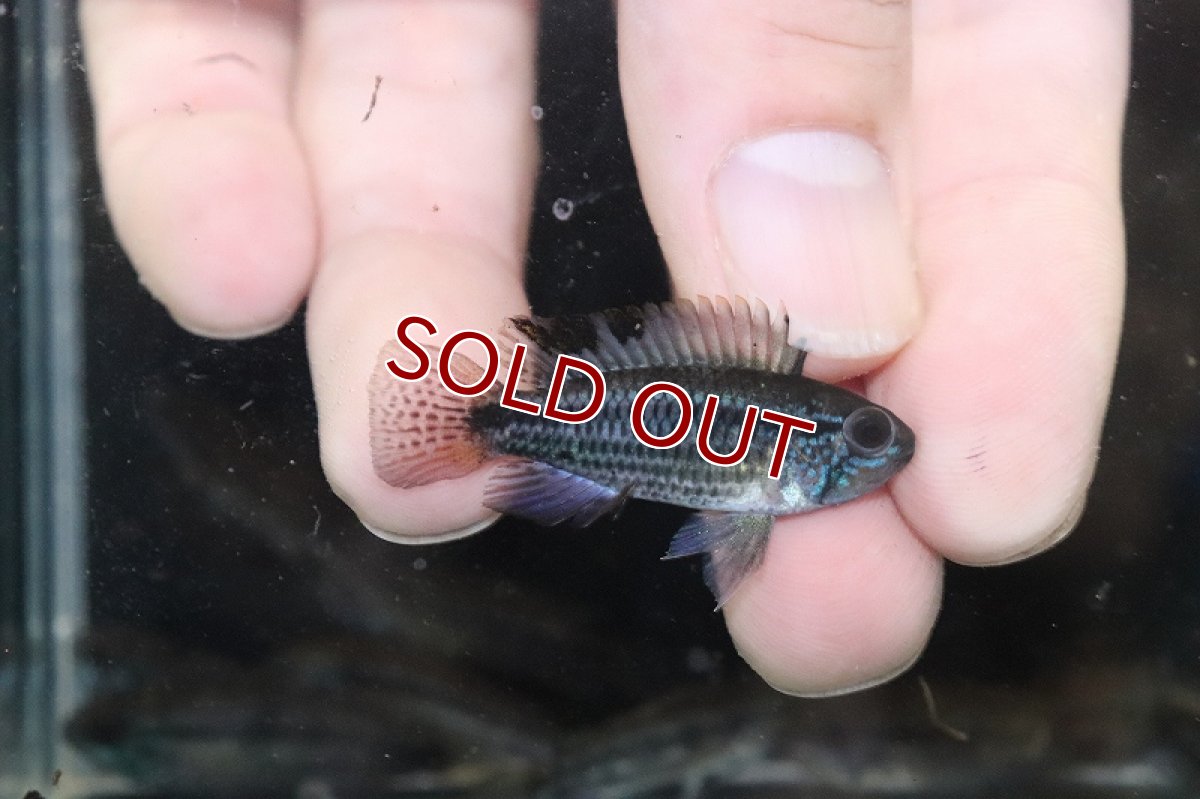 画像2: 【淡水魚】【通販】アピストグラマ sp バルサプエルト ペルー産 ワイルド【１匹 サンプル画像】(アピストグラマ)（生体）(熱帯魚)NKAP (2)