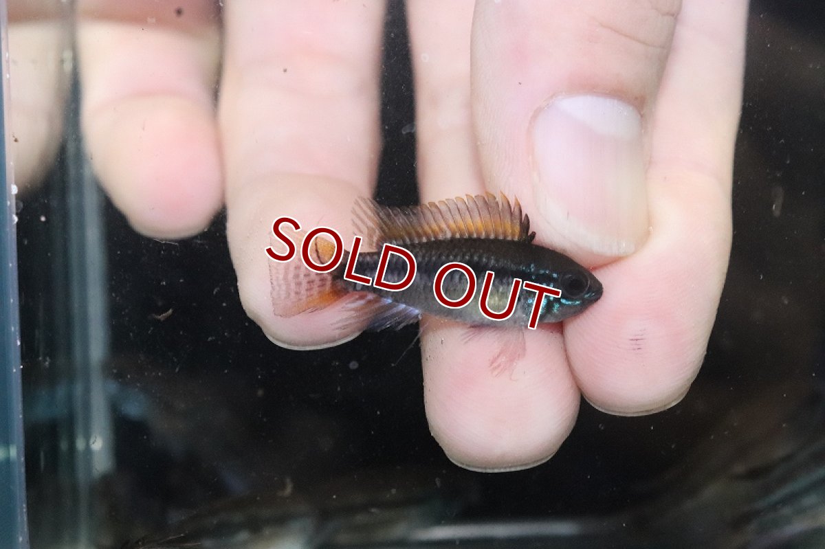 画像3: 【淡水魚】【通販】アピストグラマ sp バルサプエルト ペルー産 ワイルド【１匹 サンプル画像】(アピストグラマ)（生体）(熱帯魚)NKAP (3)