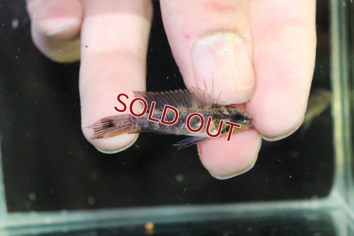 画像1: 【淡水魚】【通販】頬赤 オス個体 アピストグラマ エリザベサエ イサナ産 ワイルド【１匹 サンプル画像】(アピストグラマ(生体)(熱帯魚)NKAP (1)