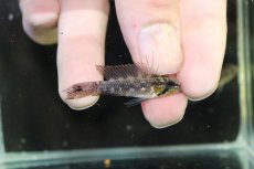 画像1: 【淡水魚】【通販】頬赤 オス個体 アピストグラマ エリザベサエ イサナ産 ワイルド【１匹 サンプル画像】(アピストグラマ(生体)(熱帯魚)NKAP (1)