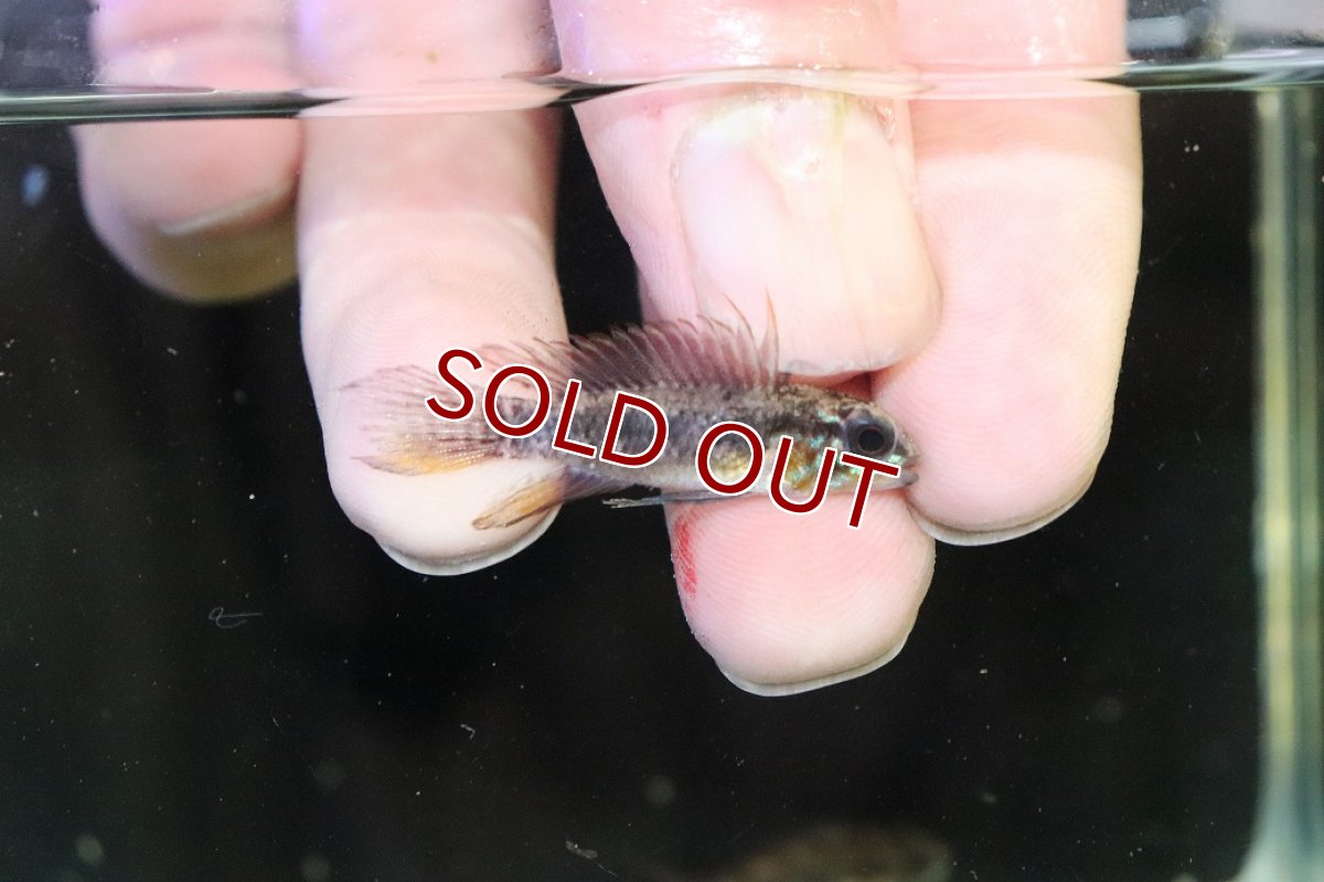 画像2: 【淡水魚】【通販】頬赤 オス個体 アピストグラマ エリザベサエ イサナ産 ワイルド【１匹 サンプル画像】(アピストグラマ(生体)(熱帯魚)NKAP (2)