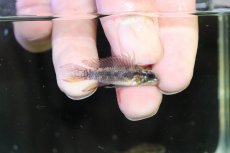 画像2: 【淡水魚】【通販】頬赤 オス個体 アピストグラマ エリザベサエ イサナ産 ワイルド【１匹 サンプル画像】(アピストグラマ(生体)(熱帯魚)NKAP (2)