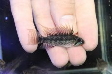 画像1: 【淡水魚】【通販】アピストグラマ ペルソナータ コロンビア産 ワイルド【１匹 サンプル画像】(アピストグラマ)(生体)(熱帯魚)NKAP (1)