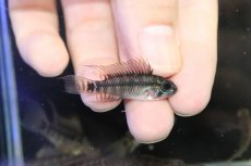 画像2: 【淡水魚】【通販】アピストグラマ ペルソナータ コロンビア産 ワイルド【１匹 サンプル画像】(アピストグラマ)(生体)(熱帯魚)NKAP (2)