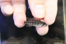 画像3: 【淡水魚】【通販】アピストグラマ ペルソナータ コロンビア産 ワイルド【１匹 サンプル画像】(アピストグラマ)(生体)(熱帯魚)NKAP (3)