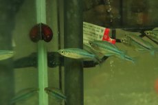 画像1: 【淡水魚】【通販】ターコイズレインボーフィッシュ【１匹 サンプル画像】(レインボーフィッシュ)(生体)(熱帯魚)NK (1)