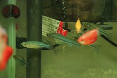 画像2: 【淡水魚】【通販】ターコイズレインボーフィッシュ【１匹 サンプル画像】(レインボーフィッシュ)(生体)(熱帯魚)NK (2)