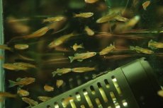 画像1: 【淡水魚】【通販】デリケートブルーアイレインボーフィッシュ【１匹 サンプル画像】(レインボーフィッシュ)(生体)(熱帯魚)NK (1)