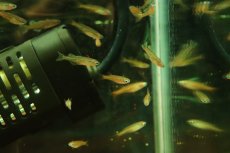 画像2: 【淡水魚】【通販】デリケートブルーアイレインボーフィッシュ【１匹 サンプル画像】(レインボーフィッシュ)(生体)(熱帯魚)NK (2)