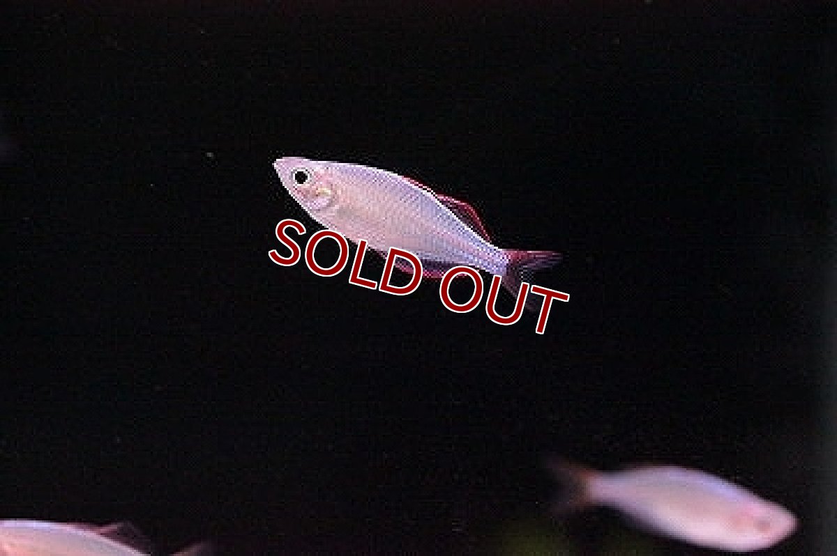 画像1: 【淡水魚】お取り寄せ ネオンドワーフレインボー【5匹】（生体）【レインボーフィッシュ】（熱帯魚） (1)