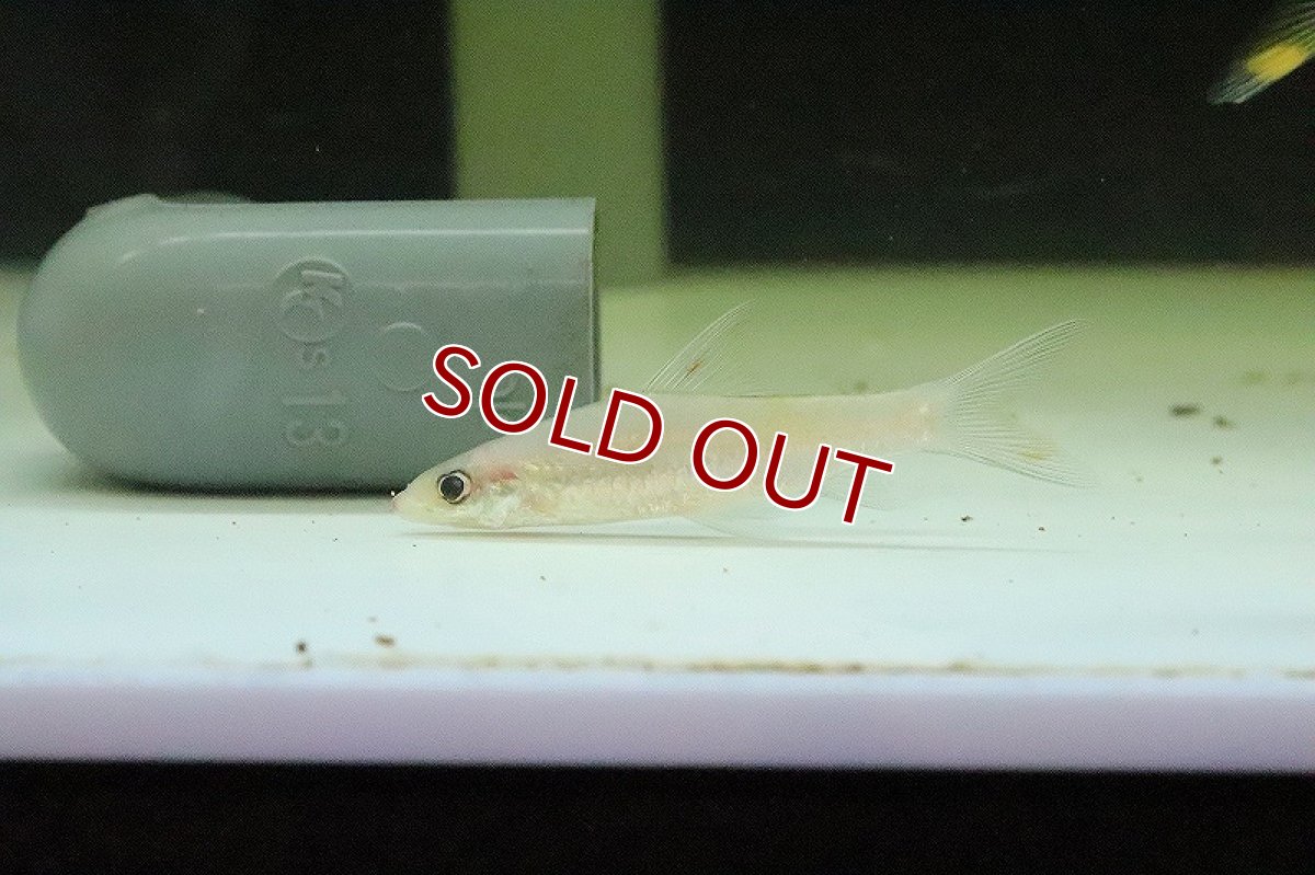 画像2: 【淡水魚】プラチナ レッドライントーピートバルブ【１匹】(コイ科)(生体)(淡水)NK (2)