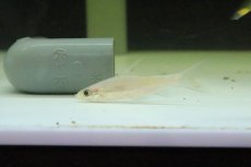 画像2: 【淡水魚】【通販】プラチナ レッドライントーピートバルブ【１匹】(コイ科)(生体)(淡水)NK (2)