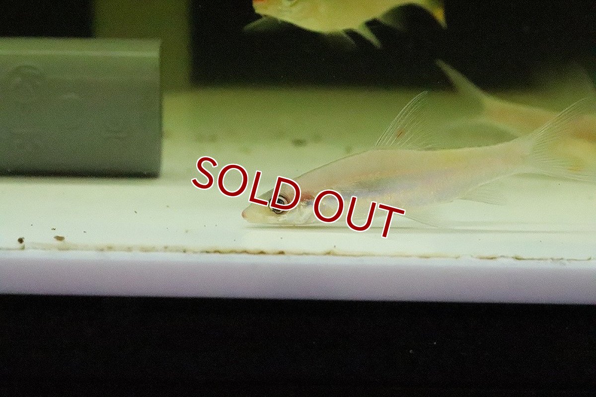 画像3: 【淡水魚】プラチナ レッドライントーピートバルブ【１匹】(コイ科)(生体)(淡水)NK (3)