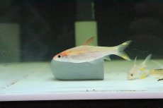 画像1: 【淡水魚】【通販】プラチナ レッドライントーピートバルブ【１匹】(コイ科)(生体)(淡水)NK (1)