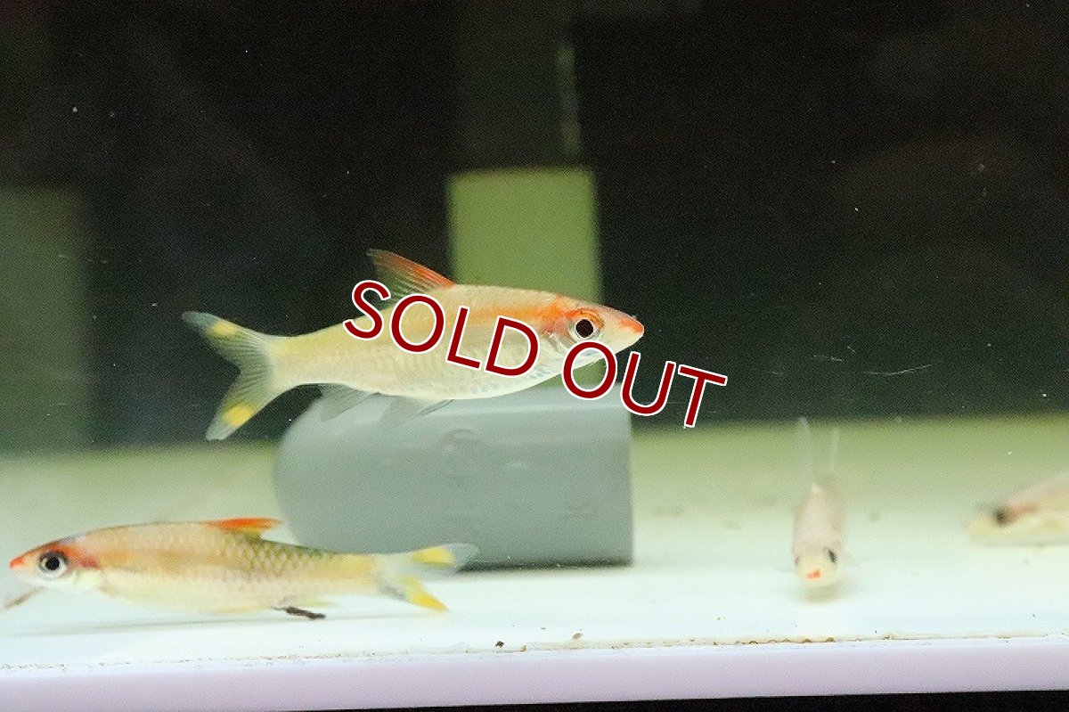 画像2: 【淡水魚】プラチナ レッドライントーピートバルブ【１匹】(コイ科)(生体)(淡水)NK (2)