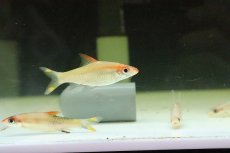 画像2: 【淡水魚】【通販】プラチナ レッドライントーピートバルブ【１匹】(コイ科)(生体)(淡水)NK (2)