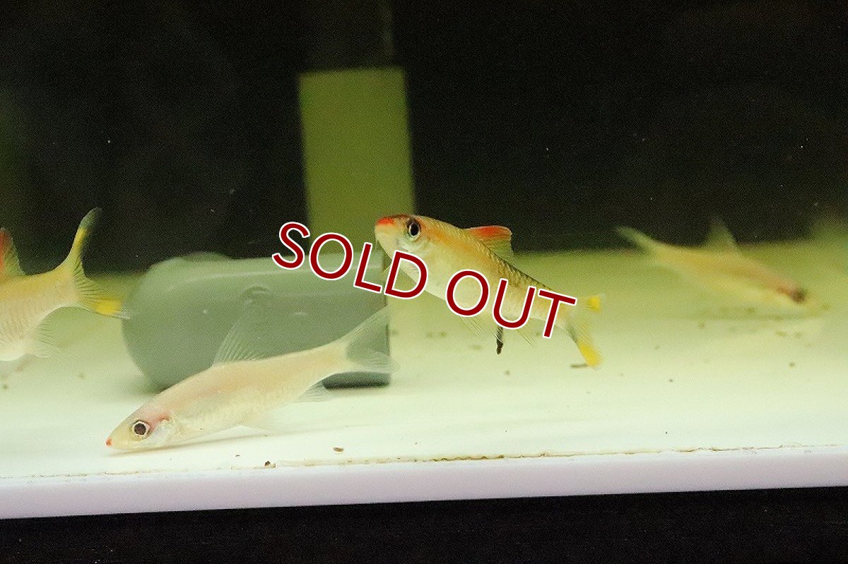 画像3: 【淡水魚】プラチナ レッドライントーピートバルブ【１匹】(コイ科)(生体)(淡水)NK (3)