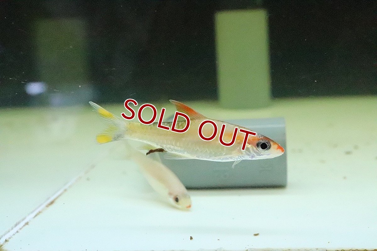 画像4: 【淡水魚】プラチナ レッドライントーピートバルブ【１匹】(コイ科)(生体)(淡水)NK (4)