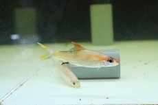 画像4: 【淡水魚】【通販】プラチナ レッドライントーピートバルブ【１匹】(コイ科)(生体)(淡水)NK (4)