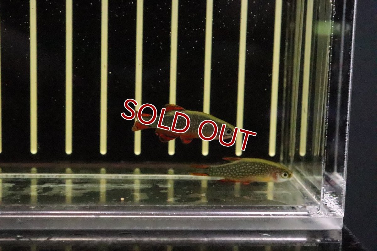 画像2: 【淡水魚】【通販】激安 ミクロラスボラspハナビ【2匹 サンプル画像】(コイ科)(生体)(淡水)NK (2)