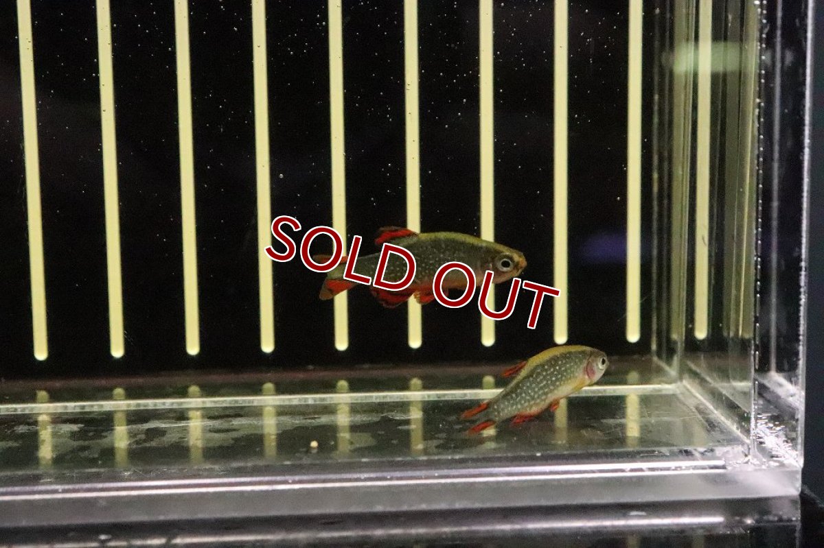 画像3: 【淡水魚】【通販】激安 ミクロラスボラspハナビ【2匹 サンプル画像】(コイ科)(生体)(淡水)NK (3)