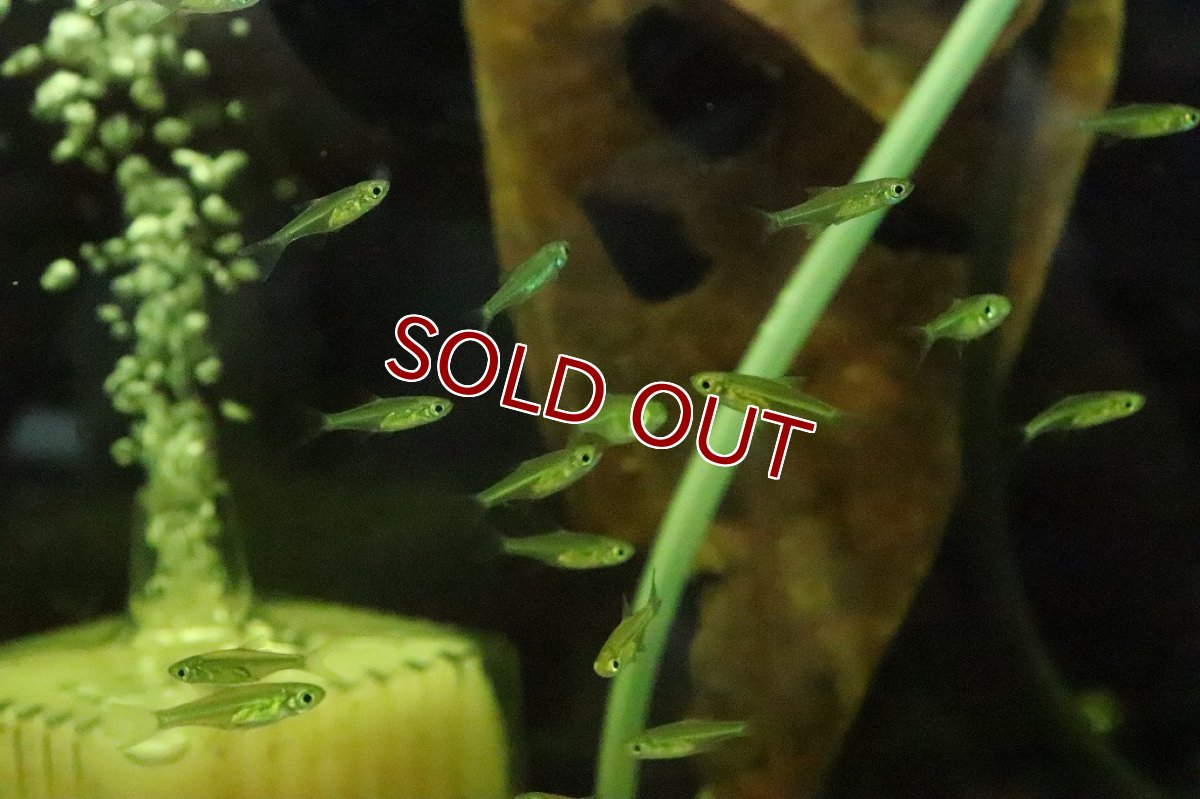 画像2: 【淡水魚】レア ミクロラスボラ ブルーネオン ワイルド【１匹】(コイ科)(生体)(淡水)NK (2)