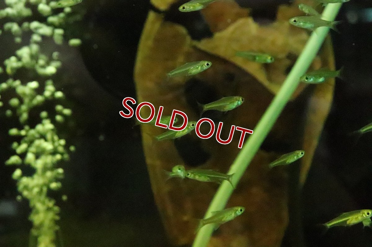 画像3: 【淡水魚】レア ミクロラスボラ ブルーネオン ワイルド【１匹】(コイ科)(生体)(淡水)NK (3)