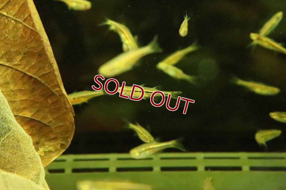 画像2: 【淡水魚】ダディブルジョリィハチェットバルブ【１匹】(コイ科)(生体)(淡水)NK (2)