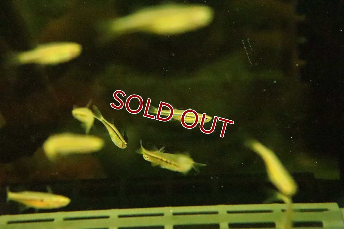 画像3: 【淡水魚】ダディブルジョリィハチェットバルブ【１匹】(コイ科)(生体)(淡水)NK (3)