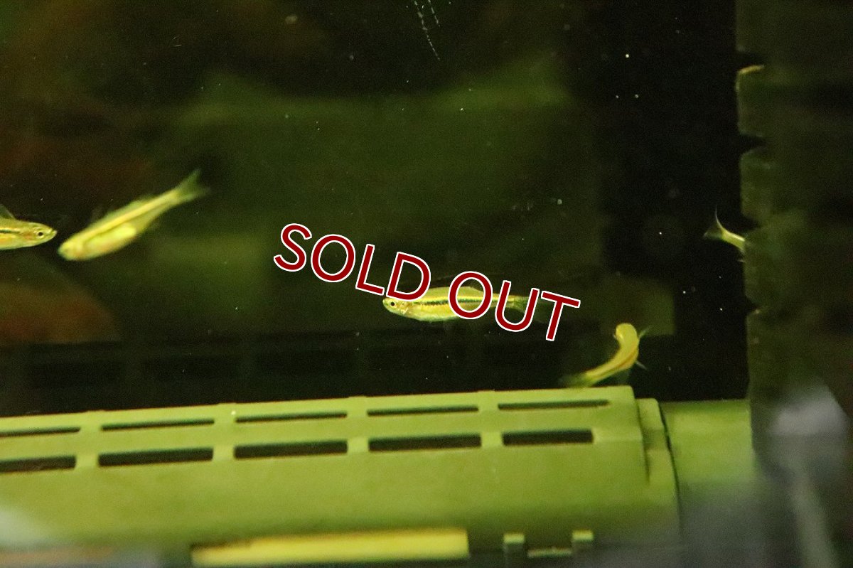 画像4: 【淡水魚】ダディブルジョリィハチェットバルブ【１匹】(コイ科)(生体)(淡水)NK (4)