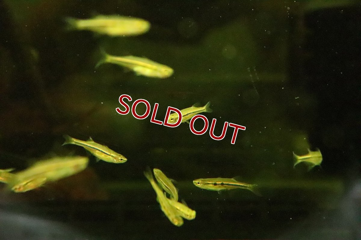 画像5: 【淡水魚】ダディブルジョリィハチェットバルブ【１匹】(コイ科)(生体)(淡水)NK (5)