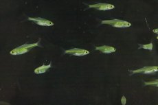 画像1: 【淡水魚】【通販】XLサイズ ミクロラスボラ ブルーネオン【１匹 サンプル画像】(コイ科)(生体)(淡水)ＮＫ (1)